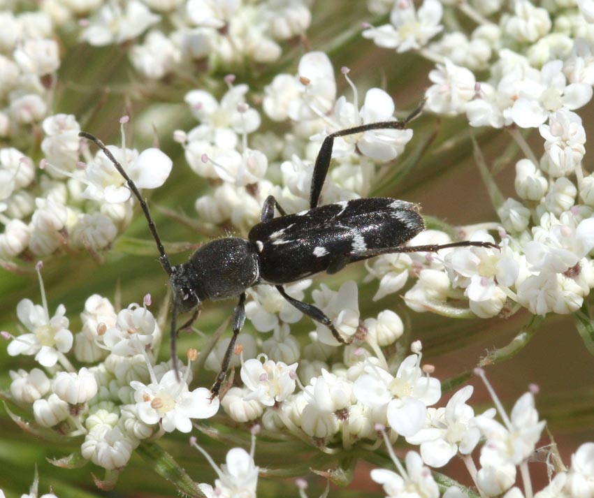 Chlorophorus sartor (Cerambycidae)